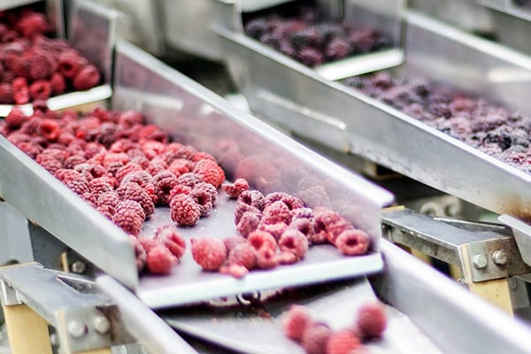 Raspberries and blueberries being sorted in a factory
